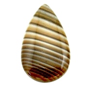 COCO00010